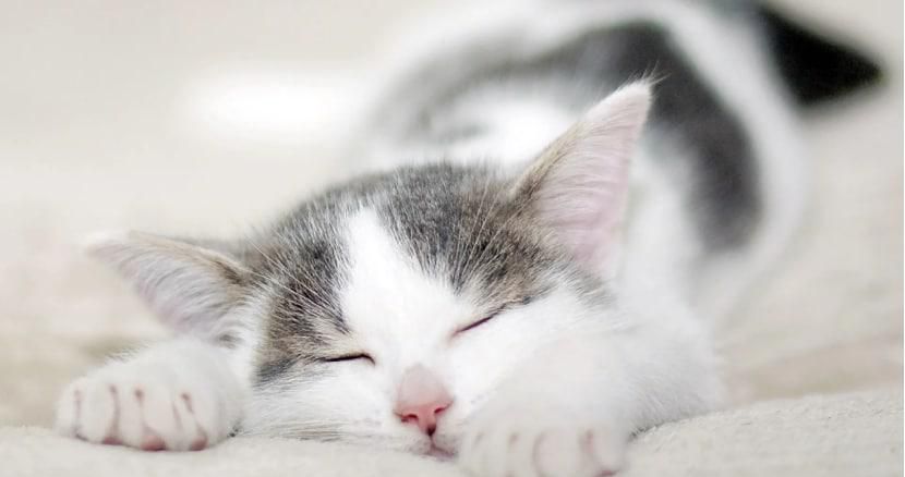 如何训练猫咪自己睡觉