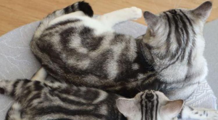 猫咪是否应该绝育？