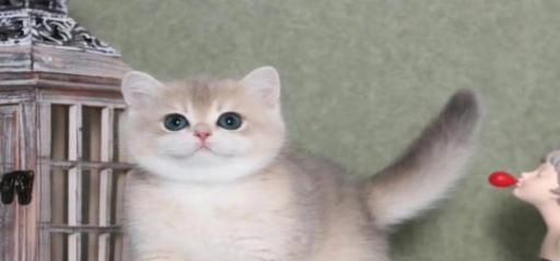 英国短毛猫一个月花费多少英国短毛猫饲养