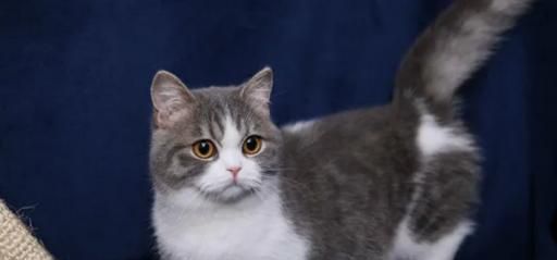短脚猫好养吗？短脚猫价格!