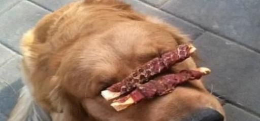 狗狗随便吃别人给的东西怎么办？如何训练狗狗拒食？