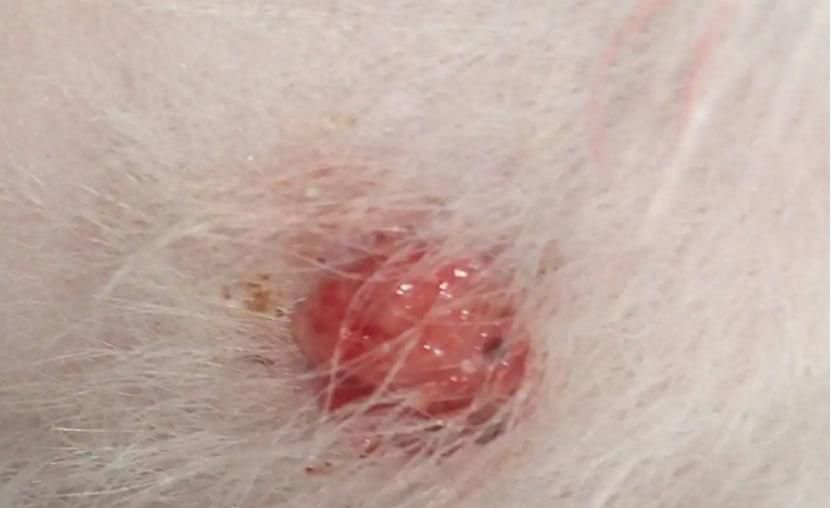 狗脖子上有个肉疙瘩硬的是什么越长越大
