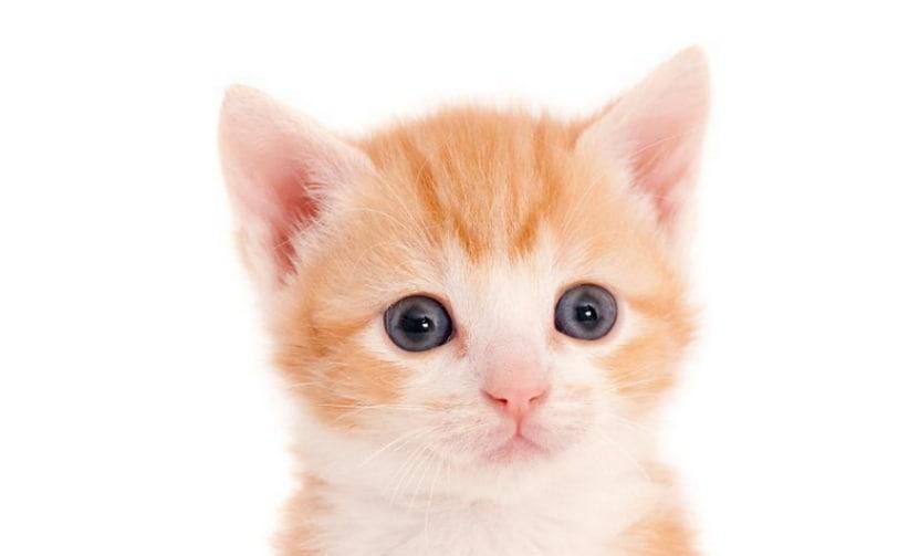 猫咪不拉大便怎么回事