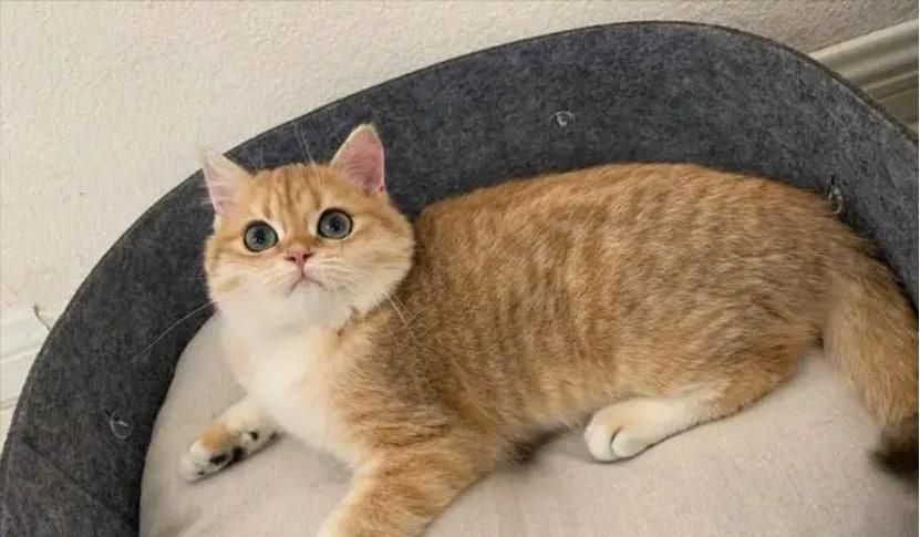 英国短毛猫一个月花费多少?英国短毛猫饲养!