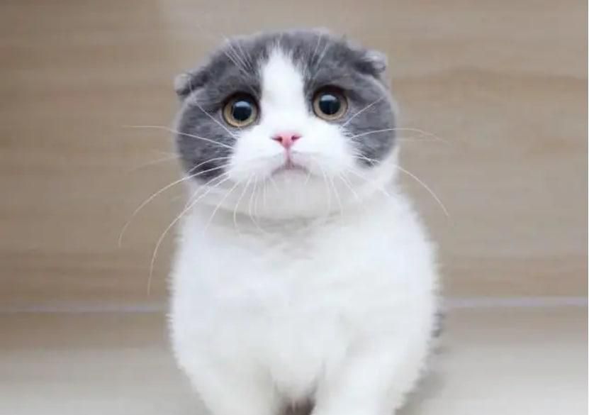 短脚猫好养吗?短脚猫价格!