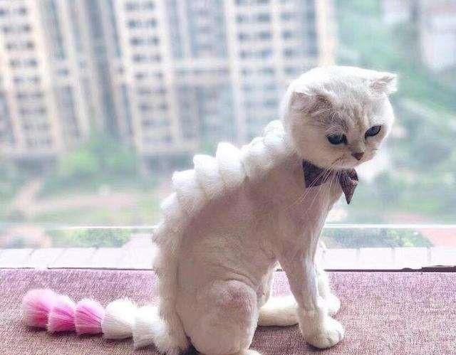 防止猫脱毛有什么办法