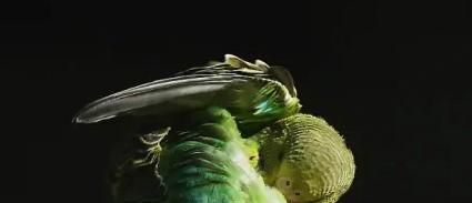 虎皮鹦鹉繁殖技巧