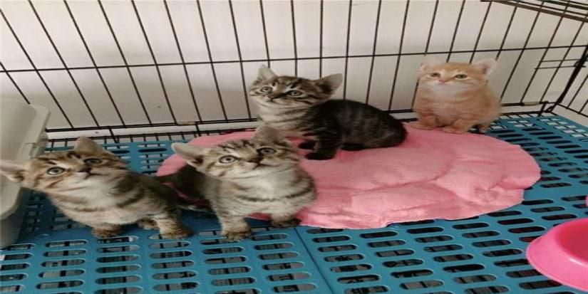 如何照顾小奶猫