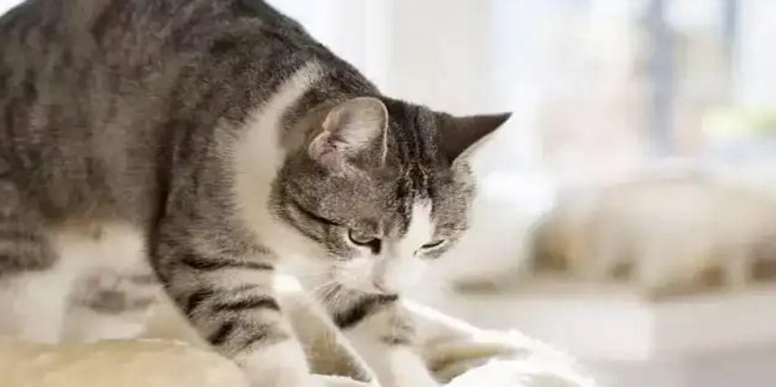 猫咪踩奶是什么行为