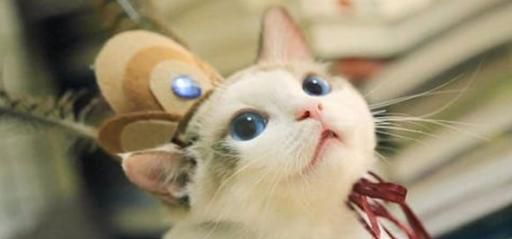 猫咪跑丢了怎么找回