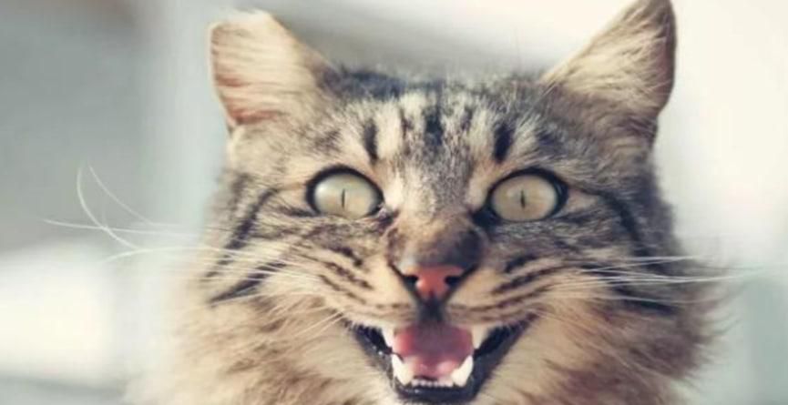 如何预防猫咪得抑郁症