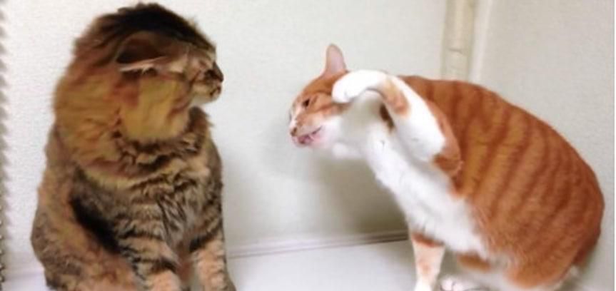 如何处理猫咪打架