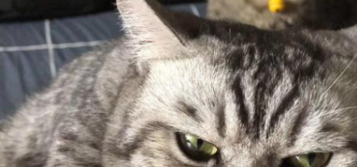 如何判断猫咪是否发情