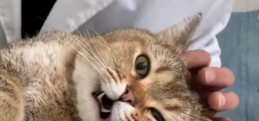 如何给猫咪快速增肥