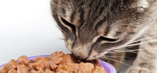 如何给猫咪选择一款合适的猫粮