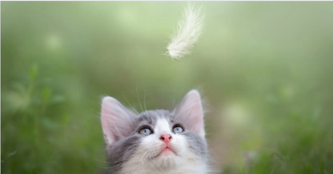 猫咪真的干净吗？