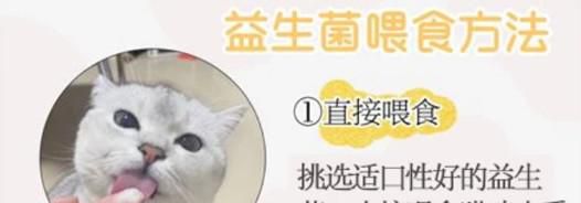 猫咪口臭如何解决