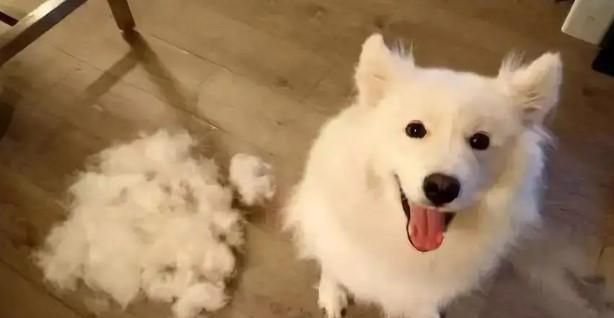 狗狗春天掉毛怎么办