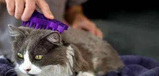 猫咪掉毛太严重怎么办