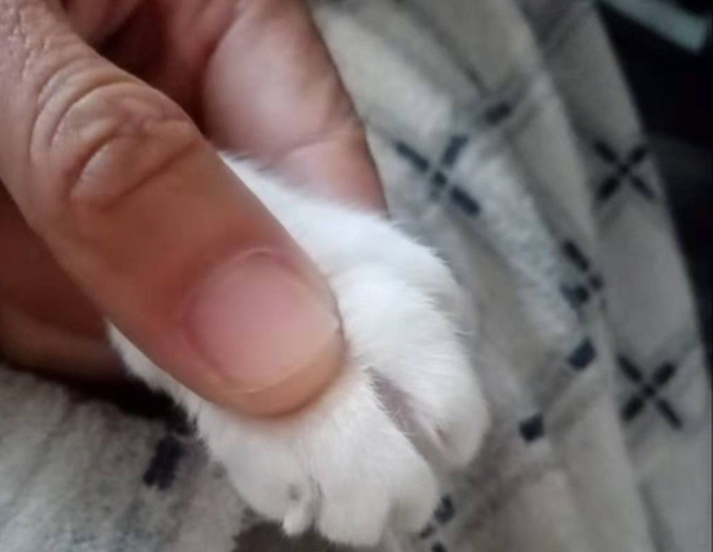 怎么给猫咪剪指甲