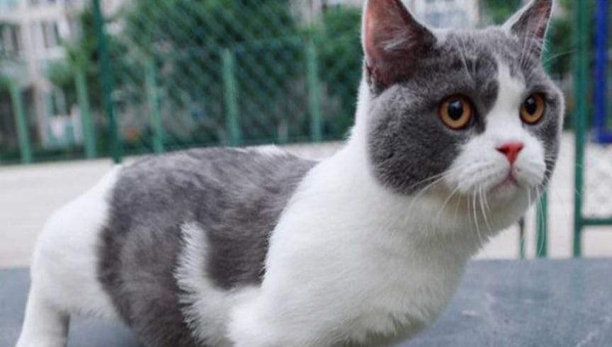 猫咪应该怎么溜