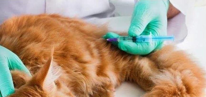 猫咪什么时候打疫苗