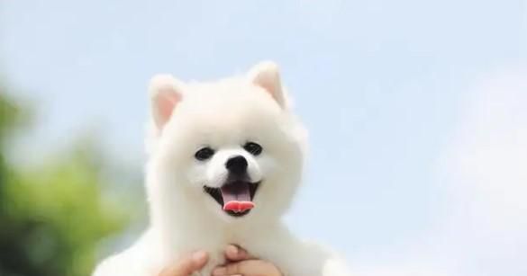博美狗狗适合上班族喂养吗？