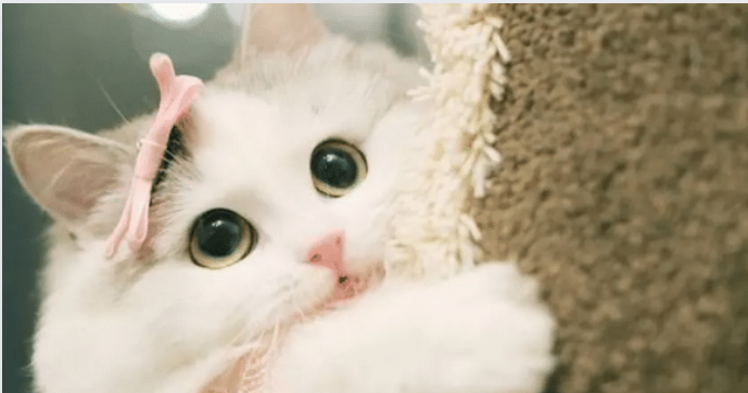 猫咪多久洗一次澡是最合适的呢？