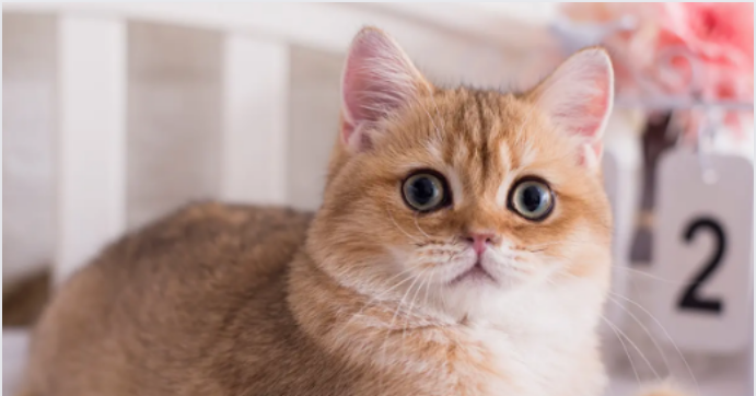 猫咪真的会生气吗