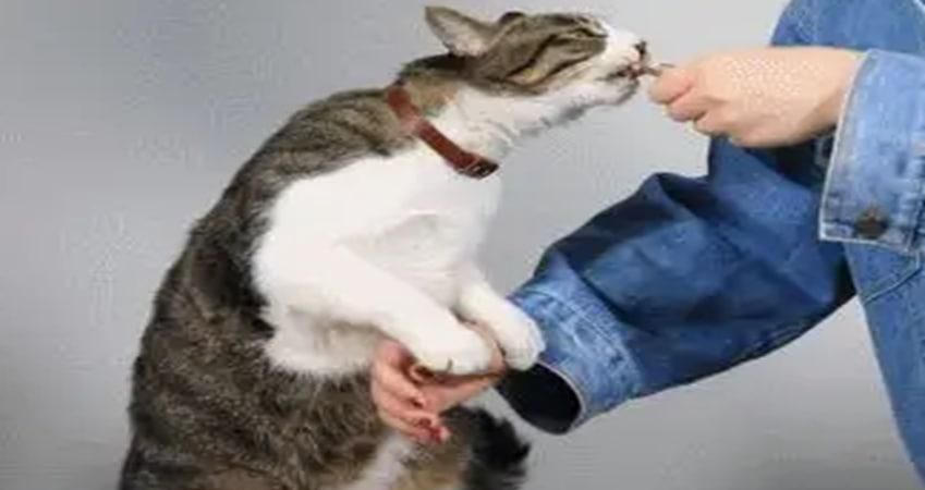怎么训练猫咪最好