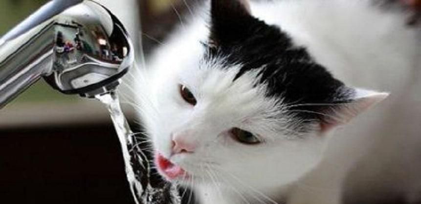 怎么引导猫咪喝水