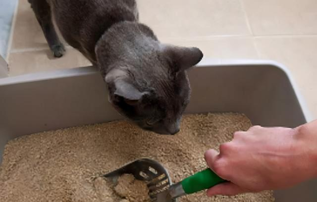 猫咪拉稀怎么办