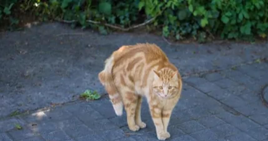 猫的情绪该如何识别