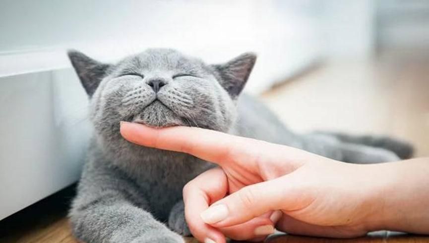 怎么增加猫的安全感最好