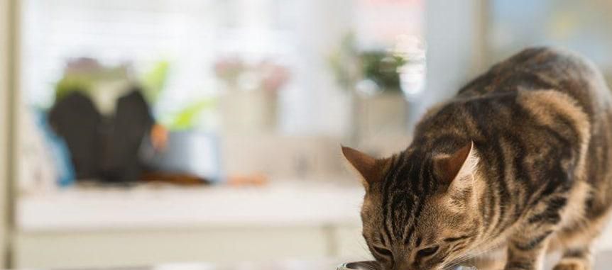 猫不吃肉只吃猫粮怎么改善