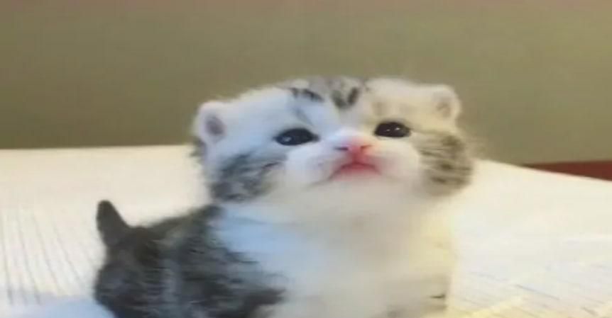 两个多月小猫咬人挠人怎么引导