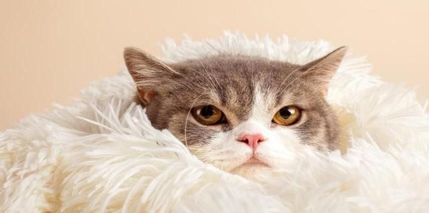 猫咪吐猫毛怎么处理