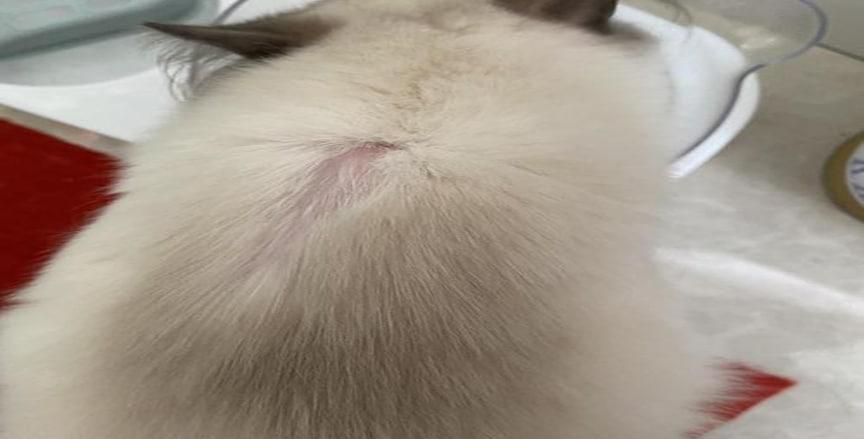 猫咪一块掉毛已经露皮了怎么办