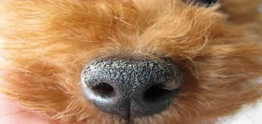 狗狗鼻子干怎么处理