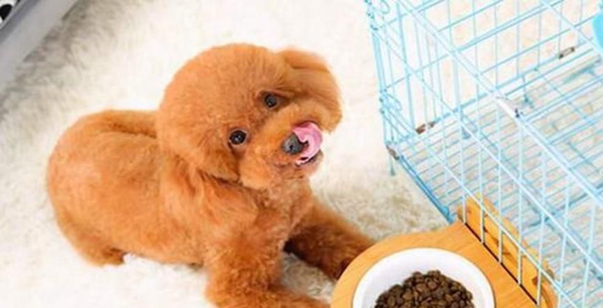 狗子拉稀怎么办比较好
