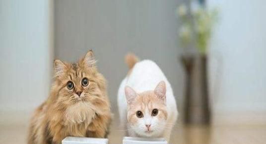猫老是往外跑如何改变