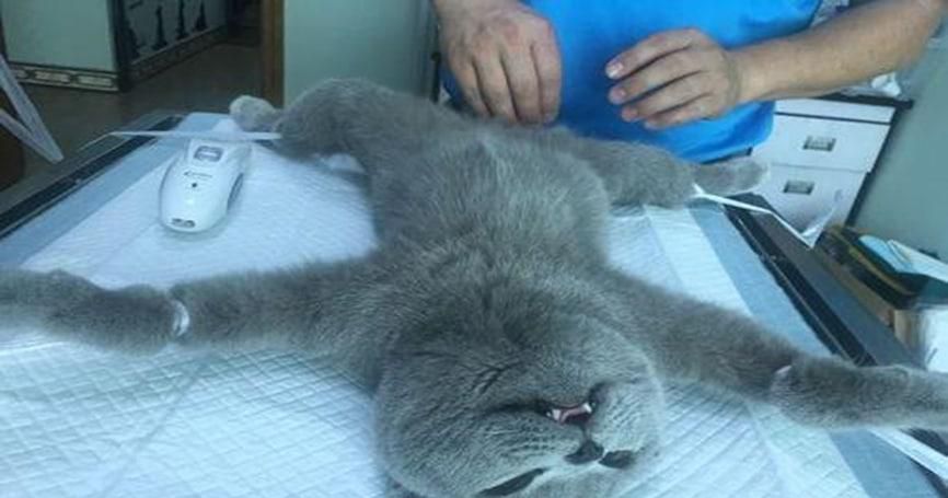 哪里可以免费给猫做绝育手术