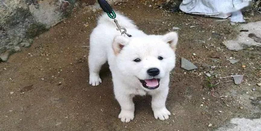 养土狗怎么养比较好