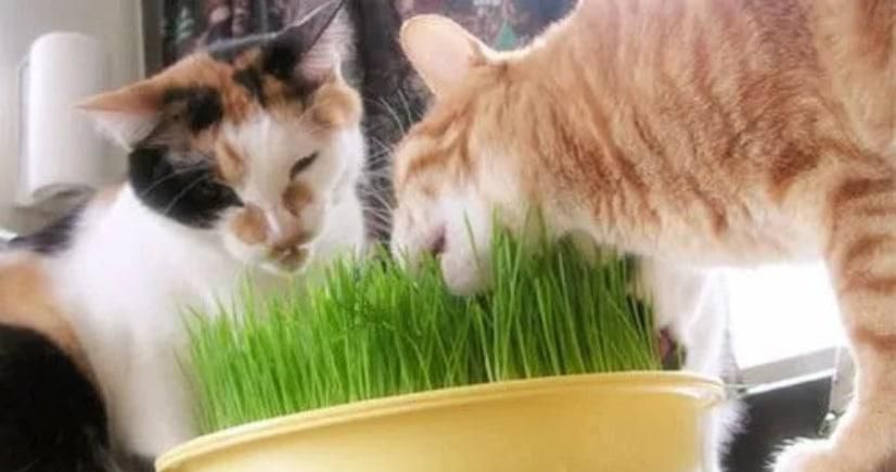 如何纠正猫咪破坏植物
