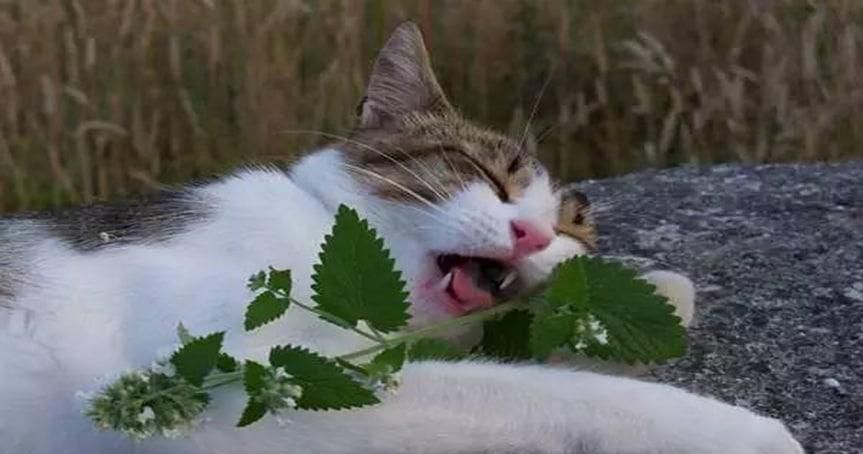 不小心让猫闻了花露水怎么处理