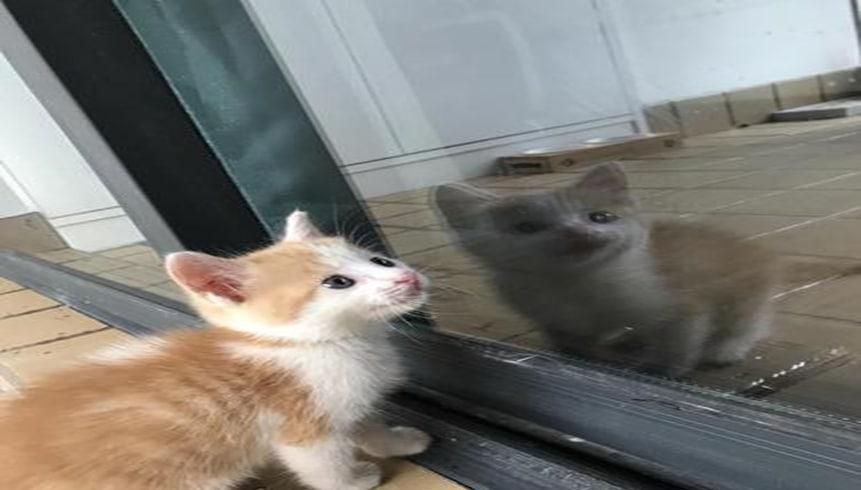 不满月的小猫咪怎么养活较好