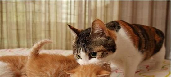 养猫正确的方式