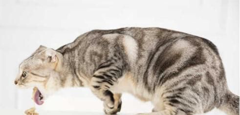 猫咪吐猫毛处理措施