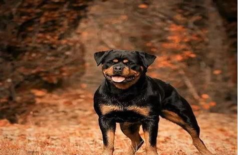 怎么看罗威纳幼犬品相