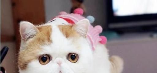 怎么判断猫已经完全发腮了